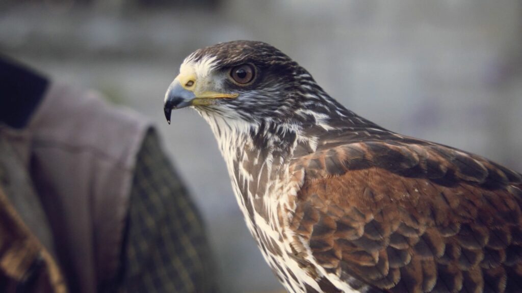 Artisan Retreats - Falconry 1