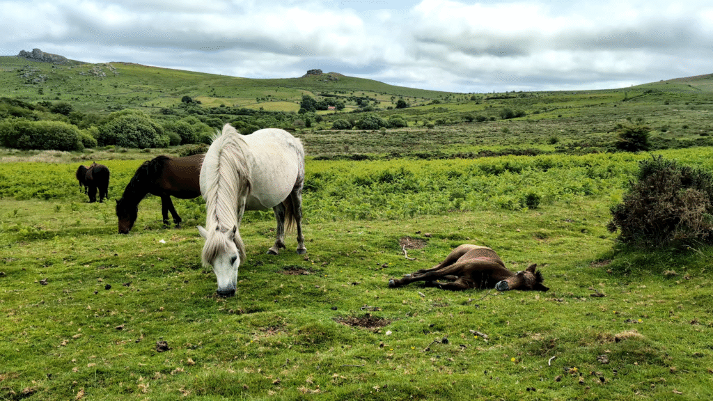 Dartmoor National Park 2